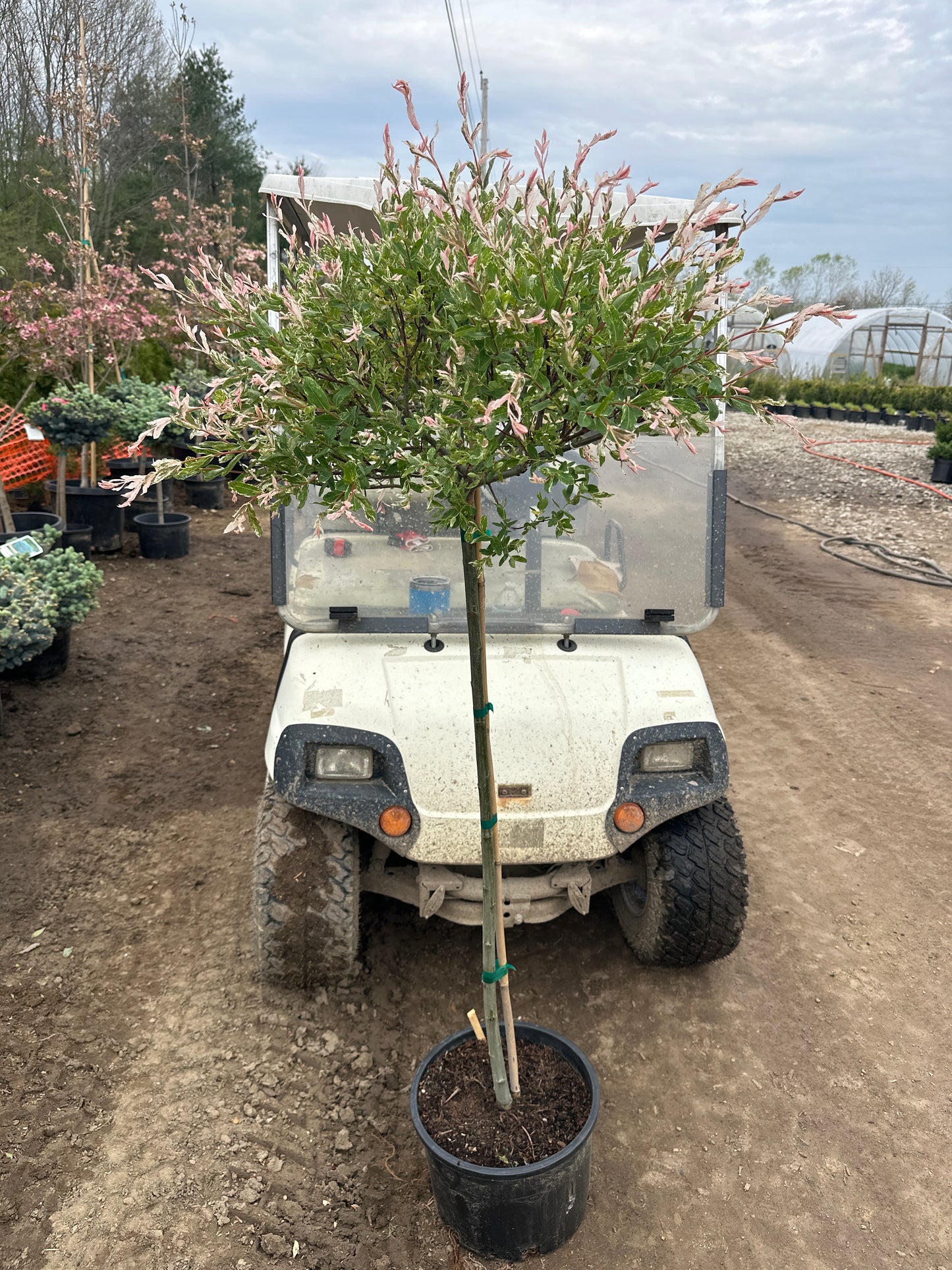 Tri Colored Dappled Willow (Standard Tree Form)