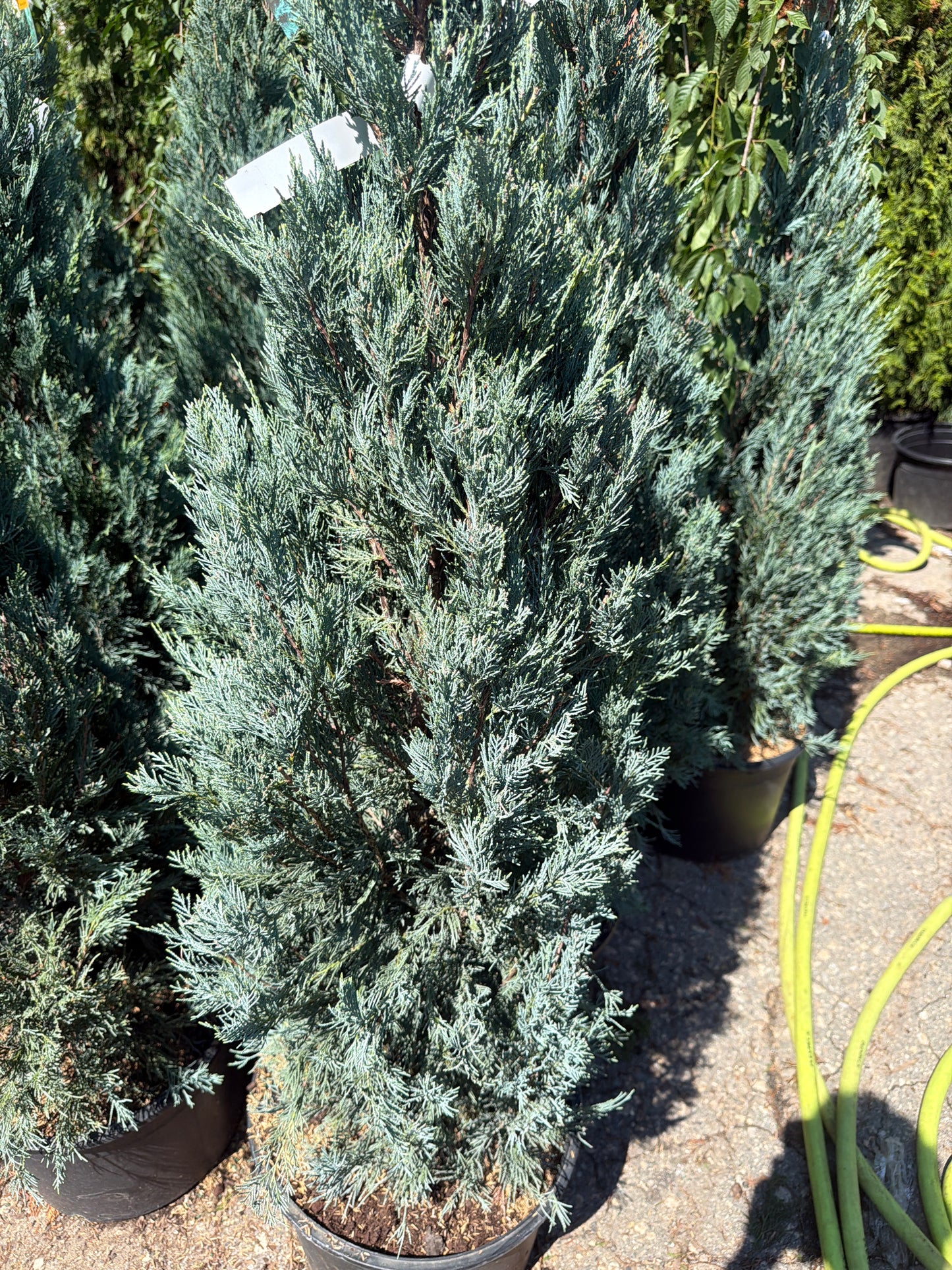 Moonglow Juniper
