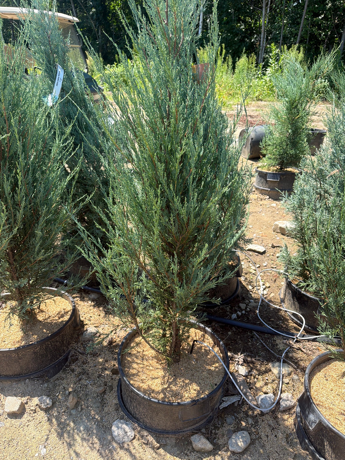 Skyrocket Juniper