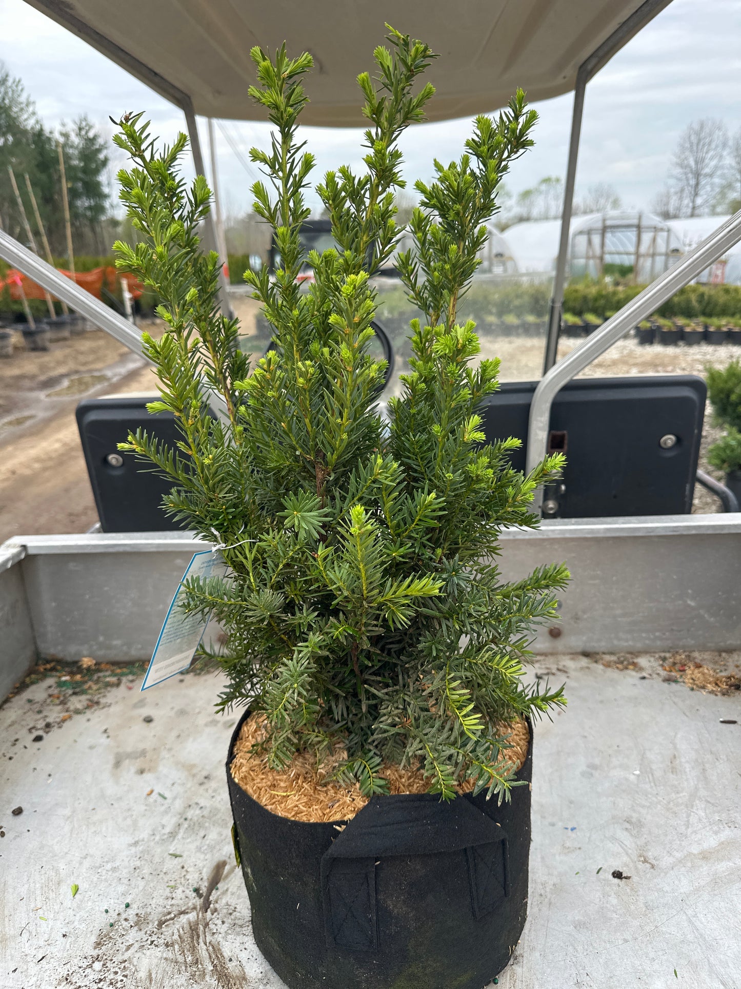 Densiformis Yew