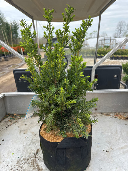 Densiformis Yew