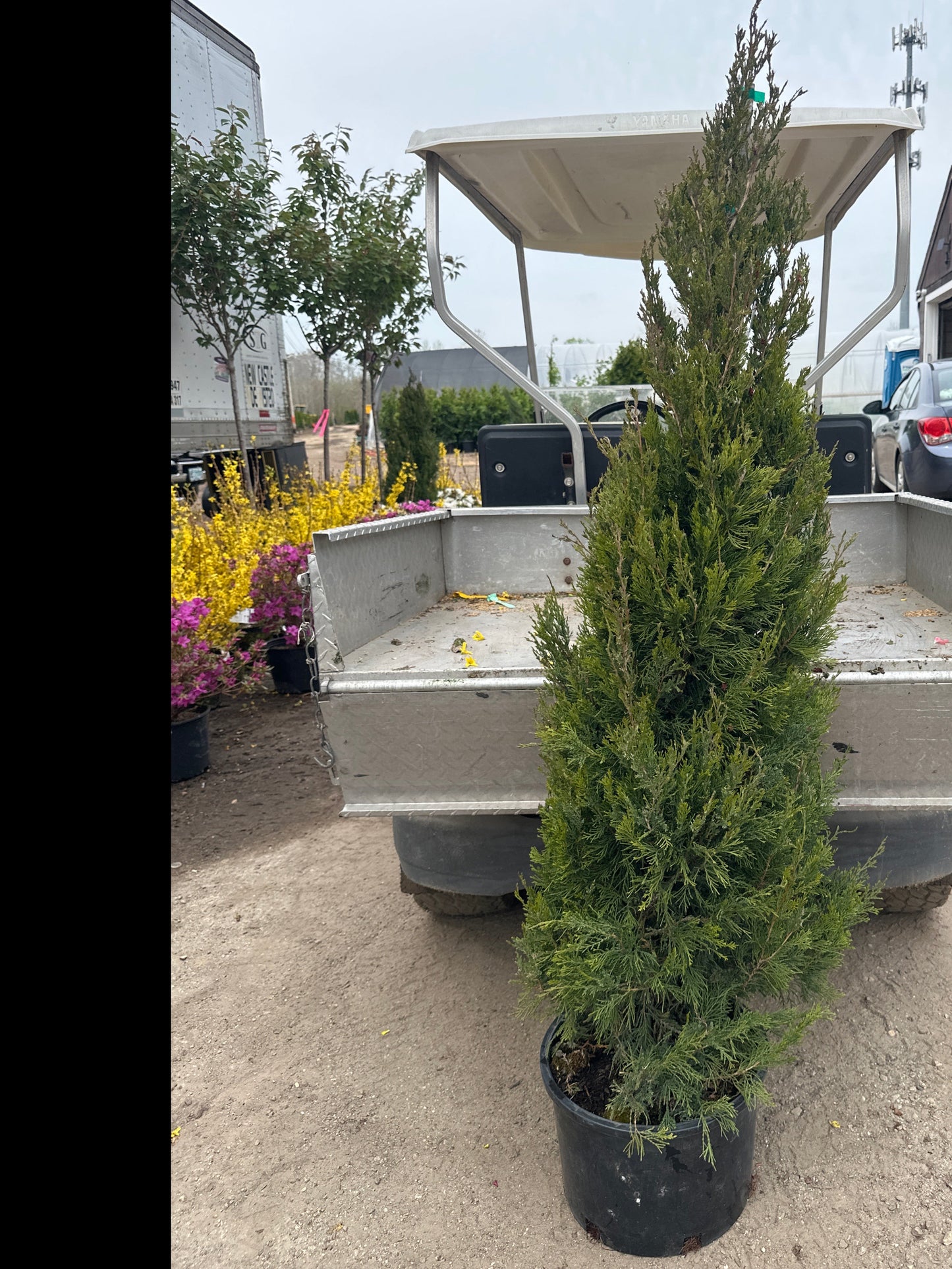 Blue Point Juniper