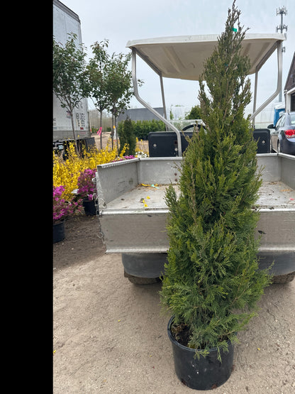 Blue Point Juniper