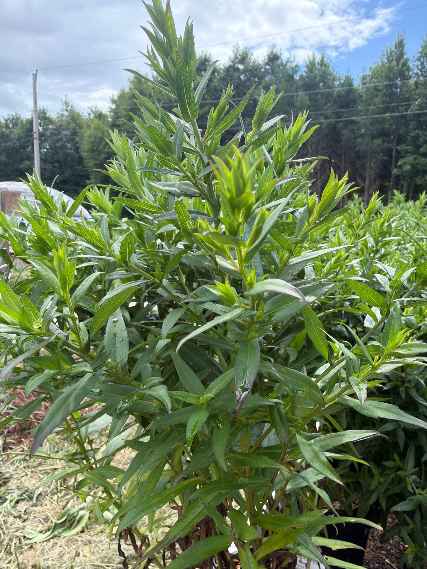 Wood's Blue Aster