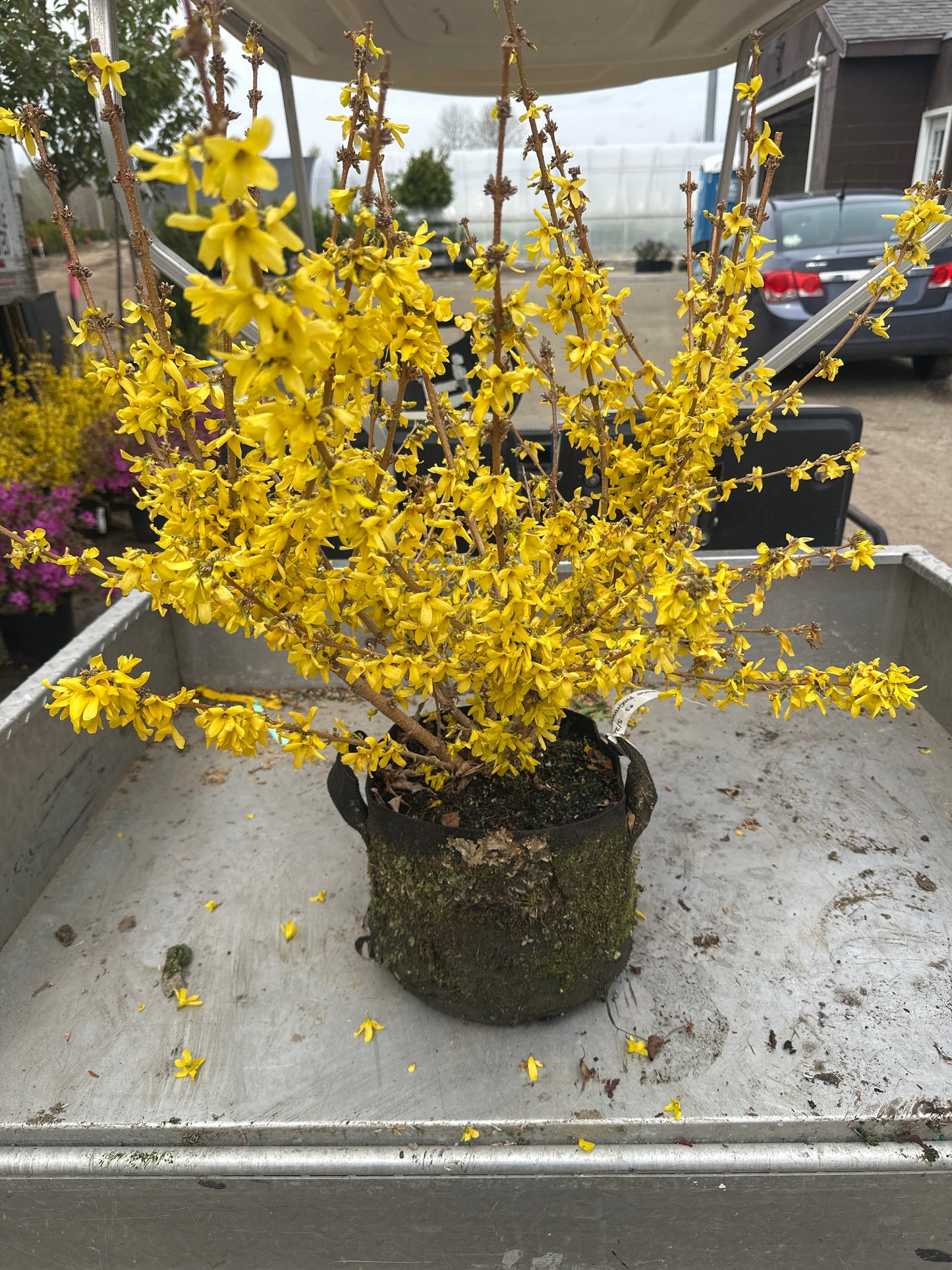 Show Off® Starlet Forsythia