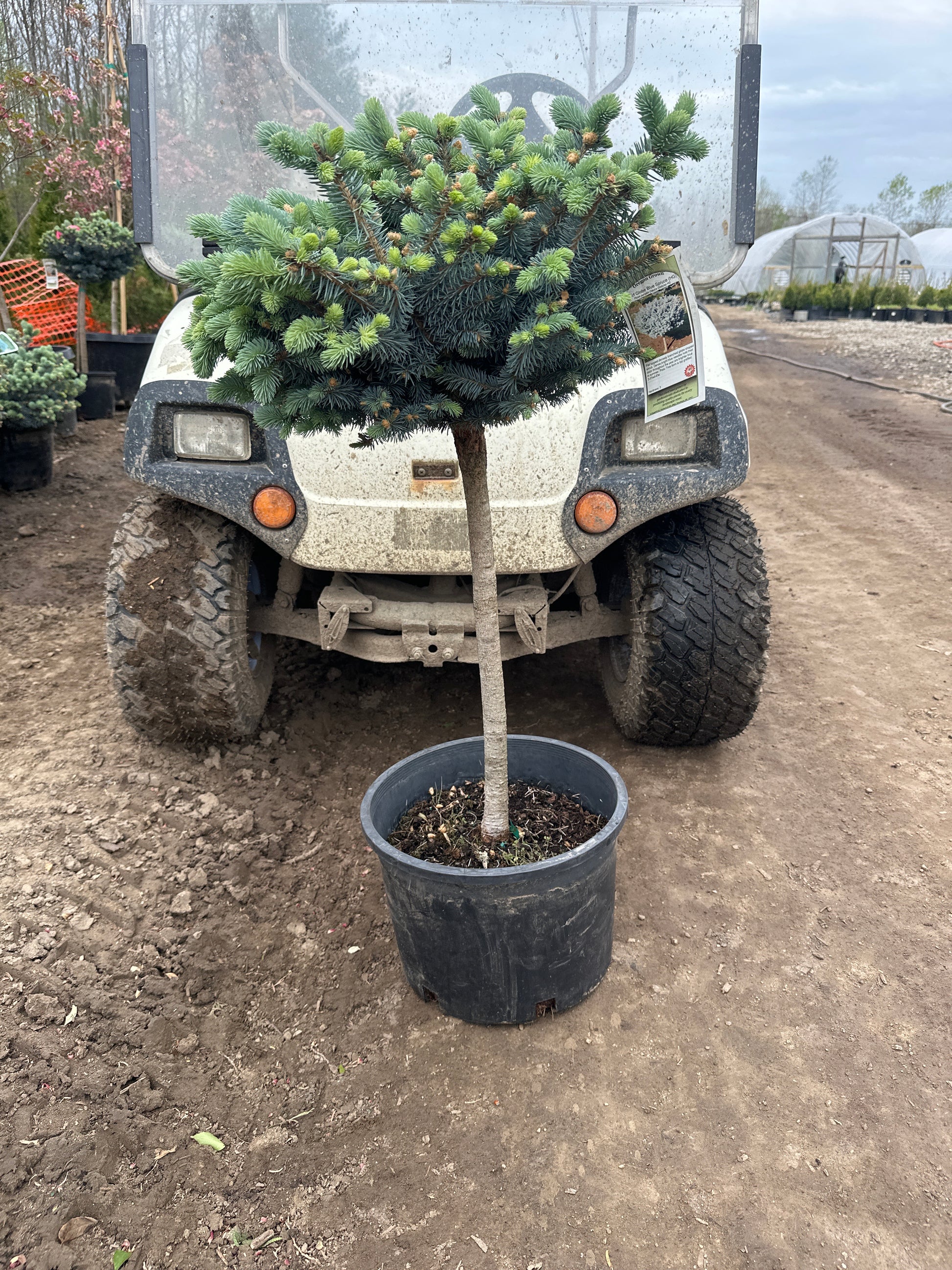 Globe-Blue-Spruce-2