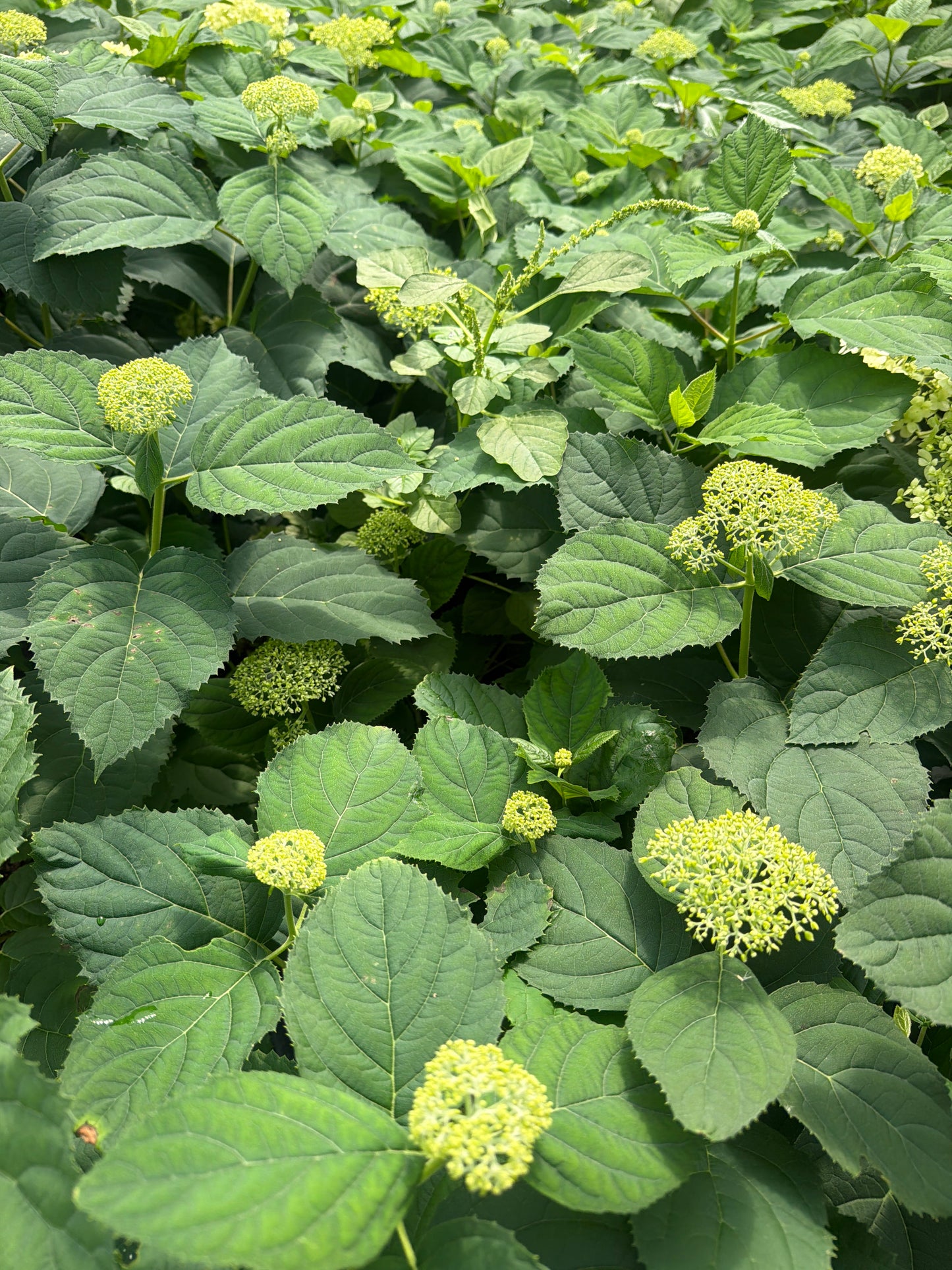 Incrediball Storm Proof™ Smooth Hydrangea