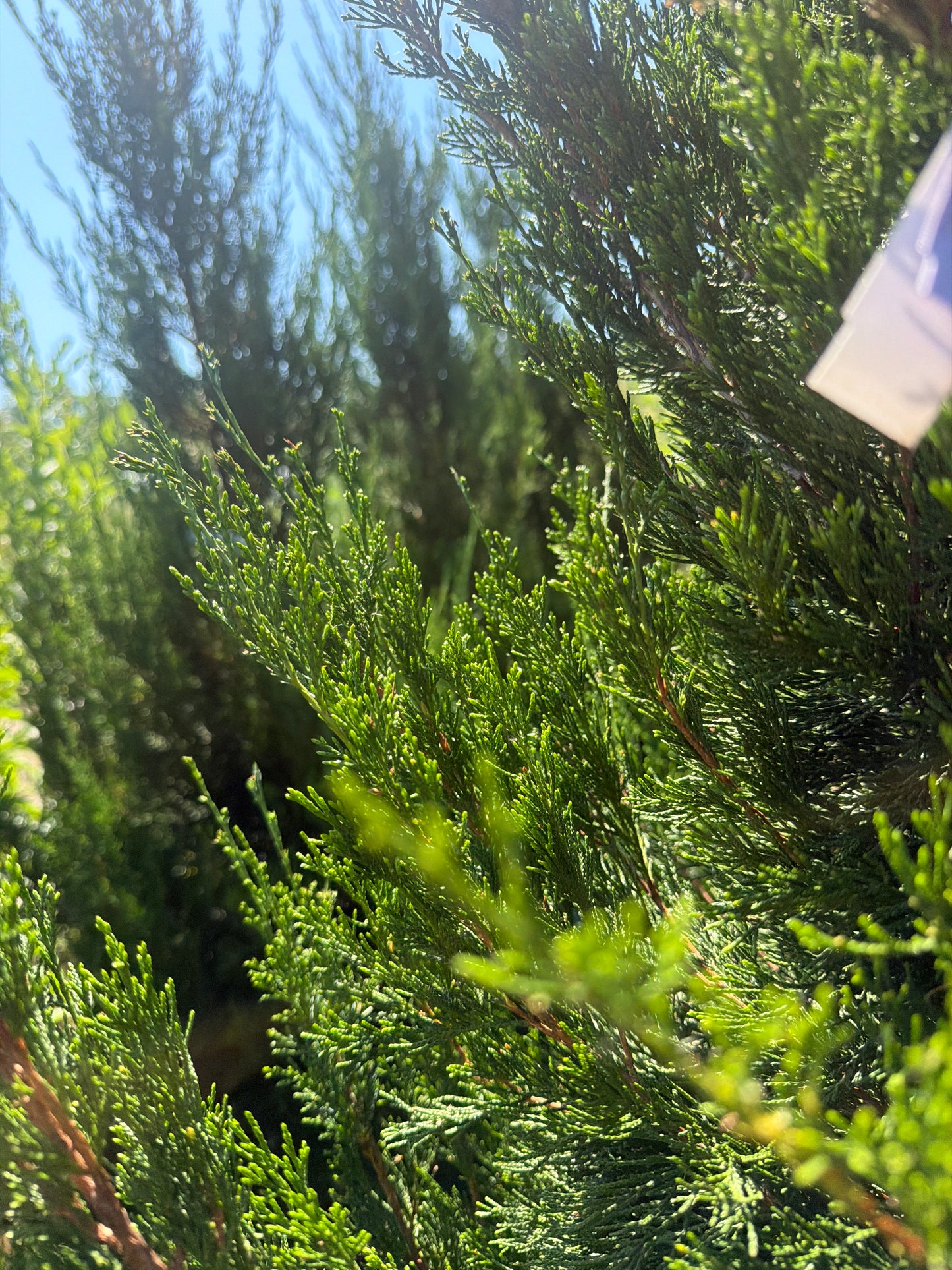 Spartan Juniper