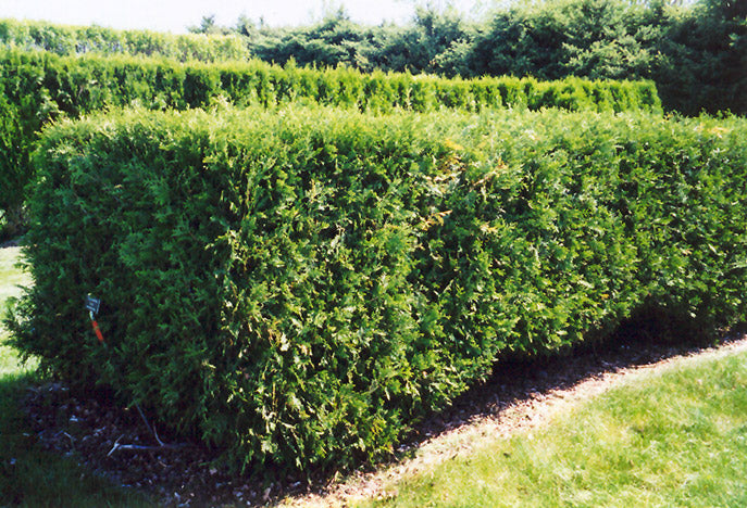 Techny Arborvitae