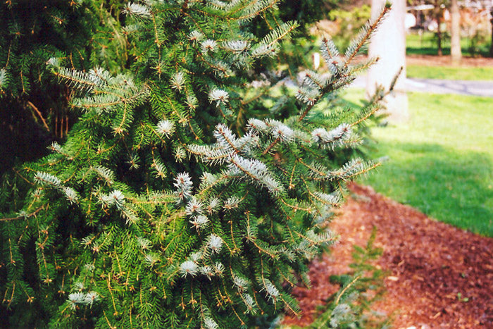 Serbian Spruce