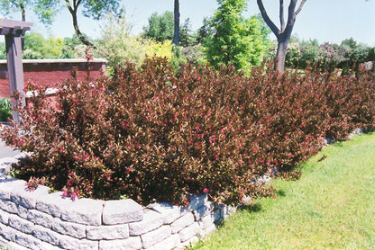Wine and Roses® Weigela
