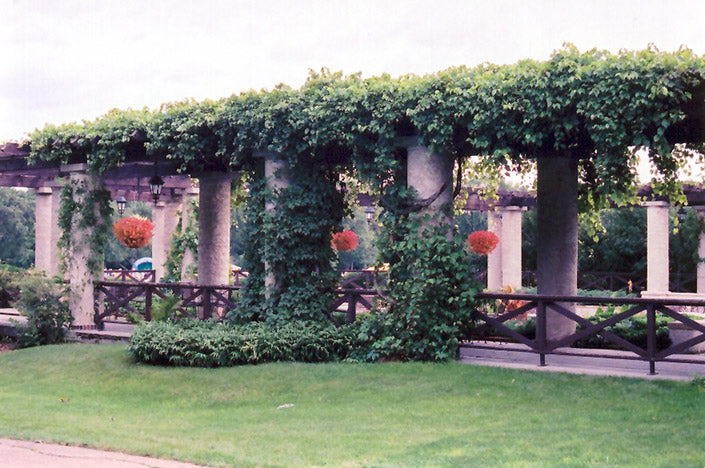 Virginia Creeper