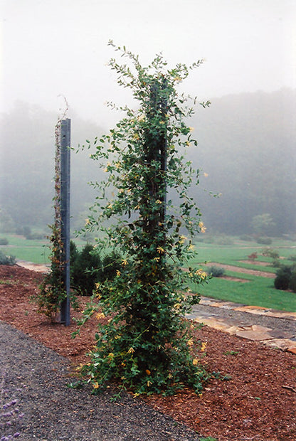 John Clayton Honeysuckle