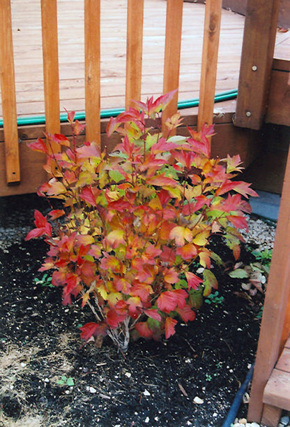 Compact Highbush Cranberry