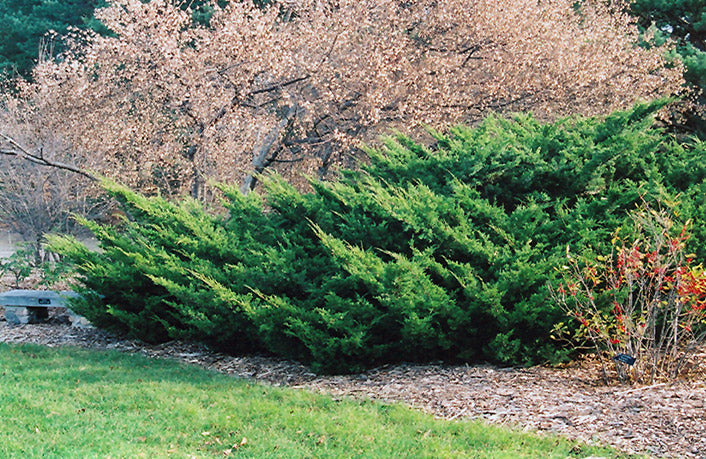 Sea Green Juniper