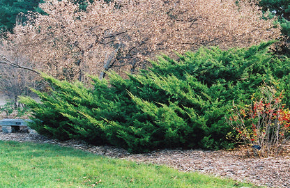 Sea Green Juniper