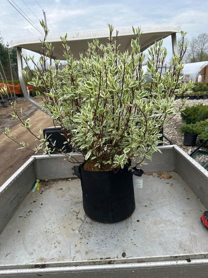 Ivory Halo Dogwood