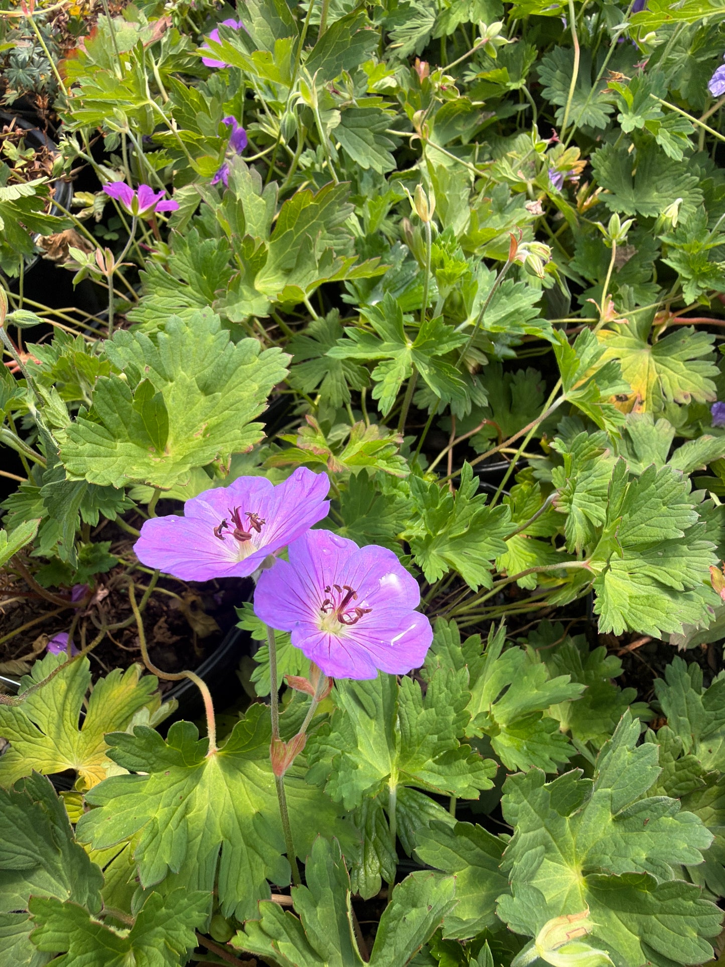 Rozanne Cranesbill (#1)