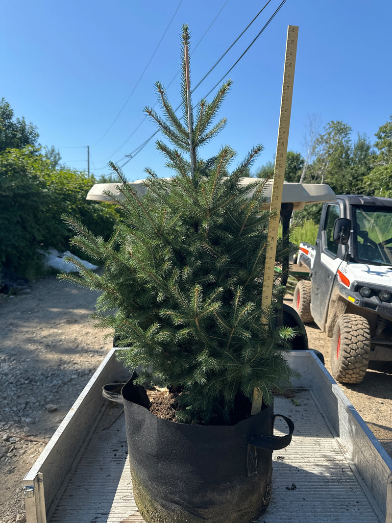 White Spruce