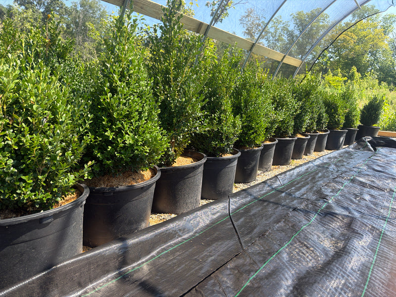 Franklin's Gem Boxwood