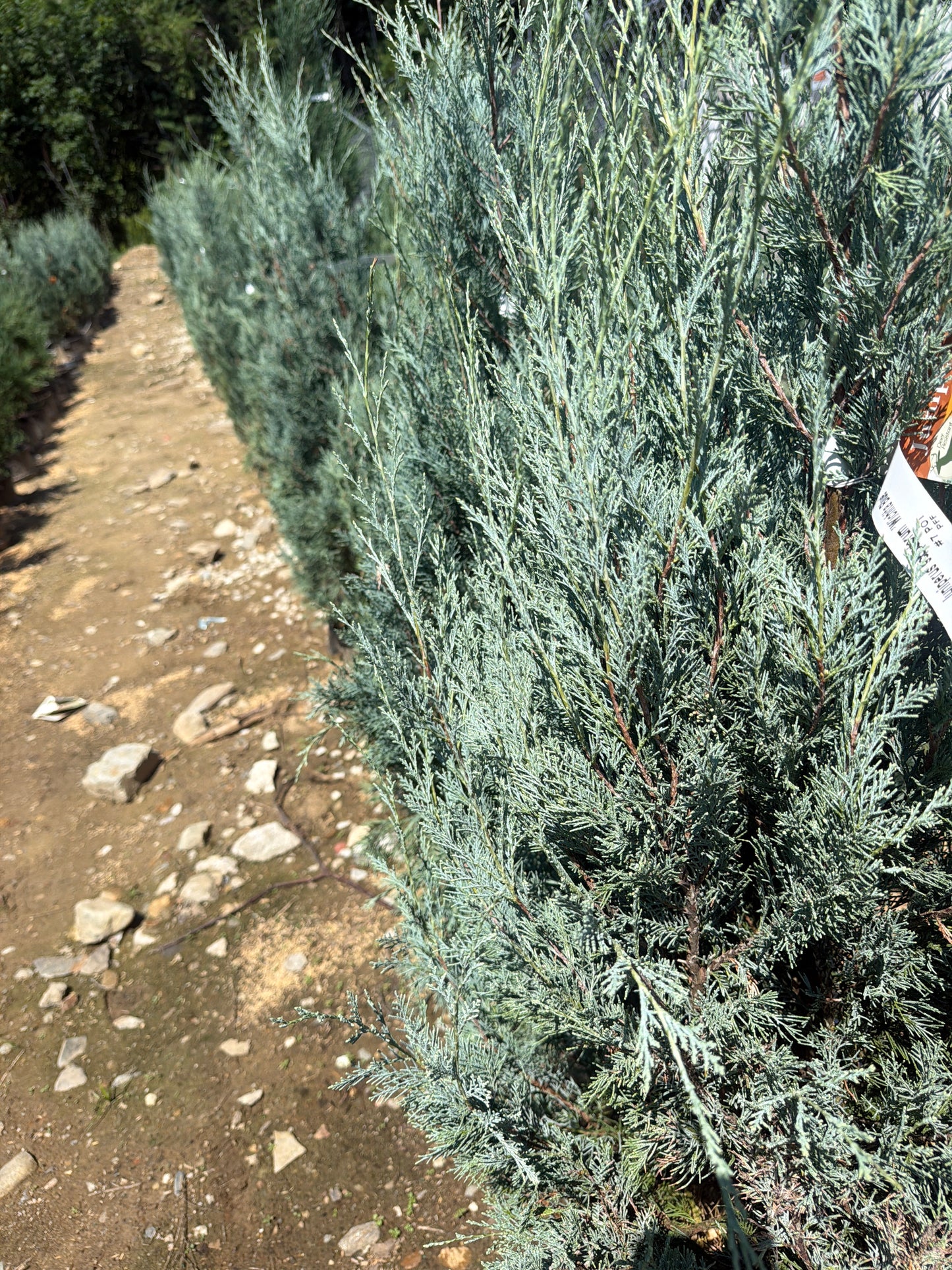 Wichita Blue Juniper
