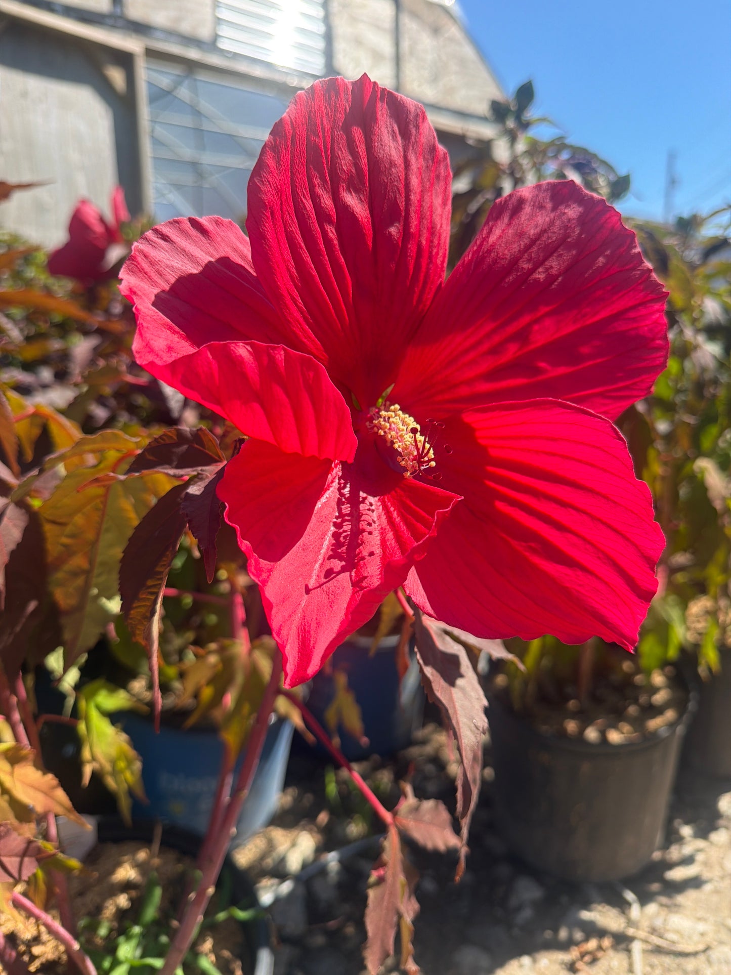 Morello Moonshadow Series Hardy Hibiscus (#3)