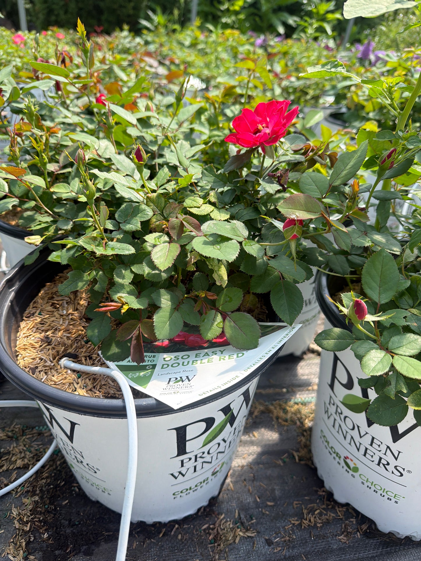 Oso Easy Double Red® Rose