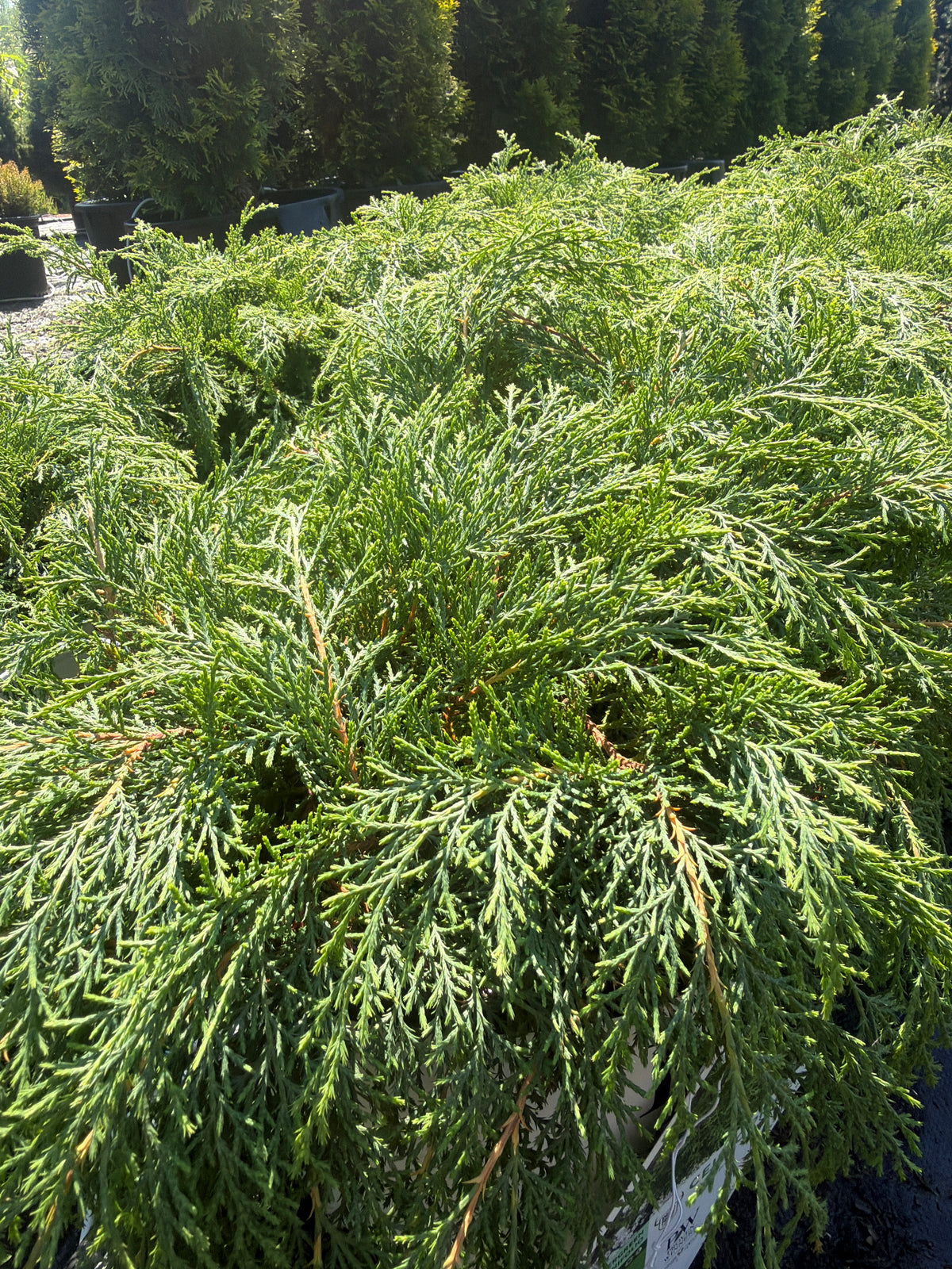 Celtic Pride® Siberian Cypress