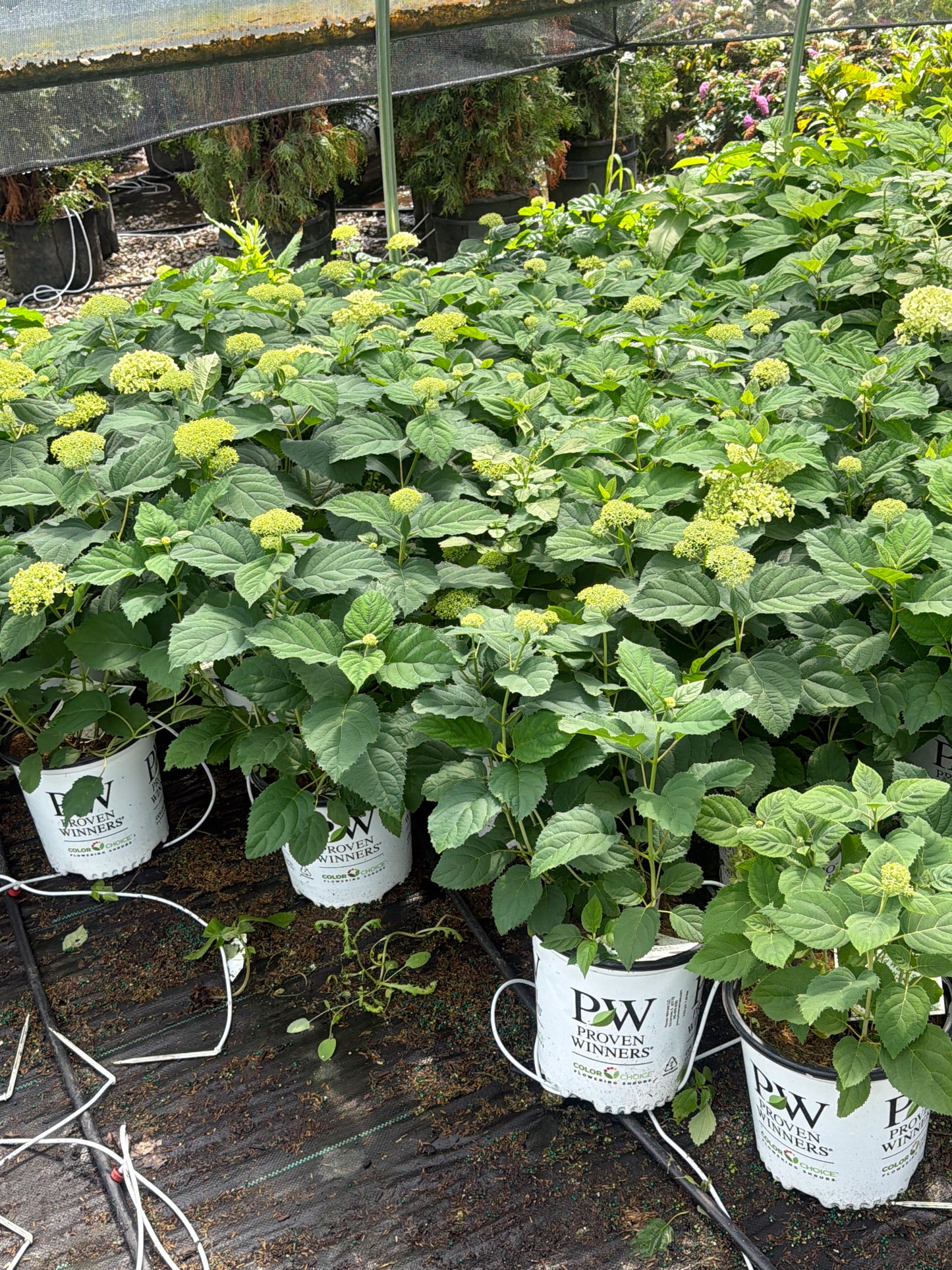 Incrediball Storm Proof™ Smooth Hydrangea