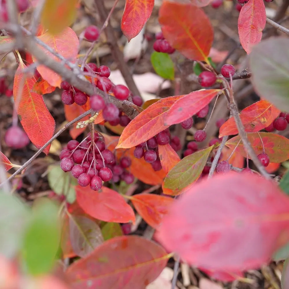 Berry Scape Red Aronia