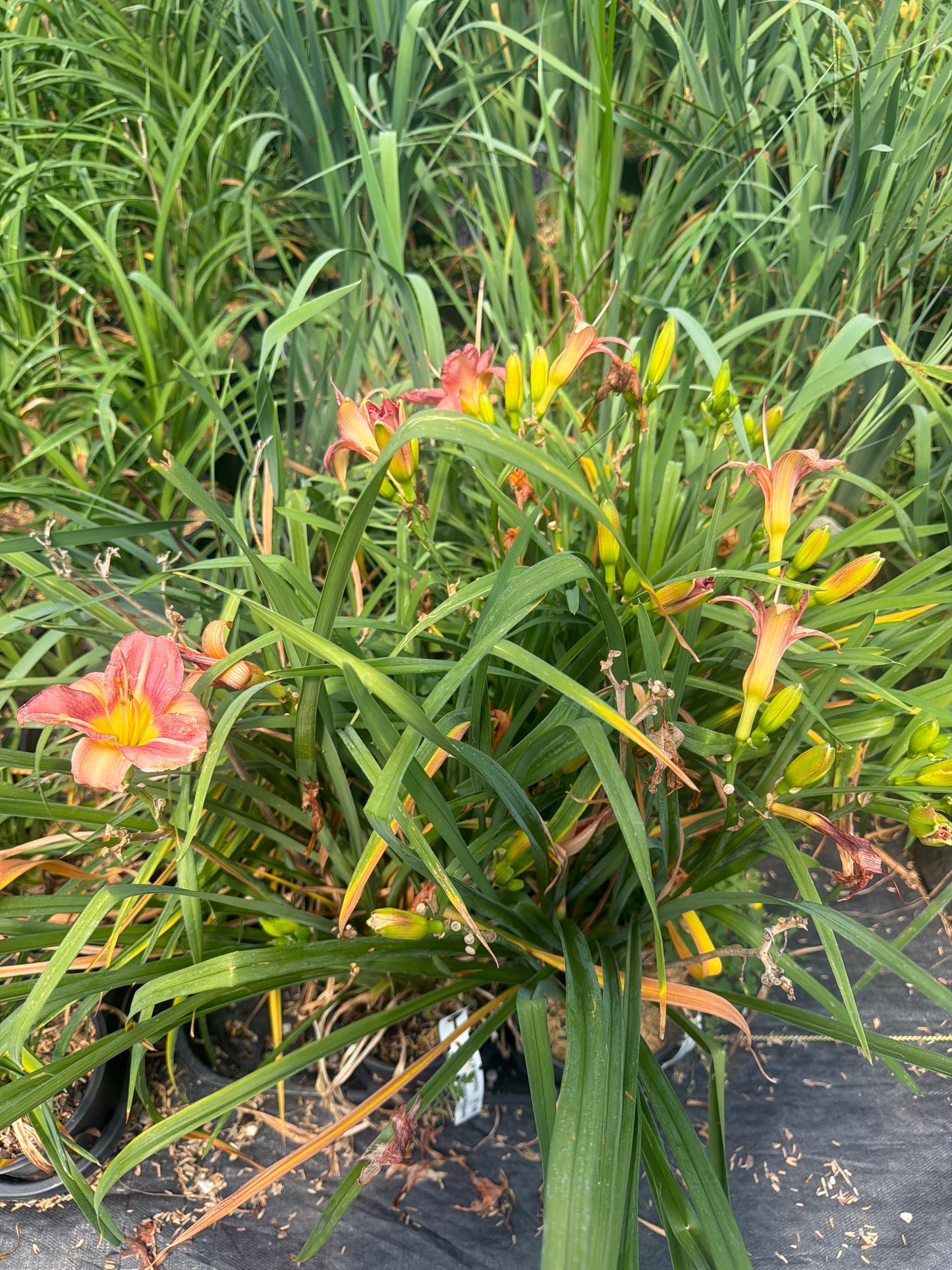 Rosy Returns Daylily (#1)