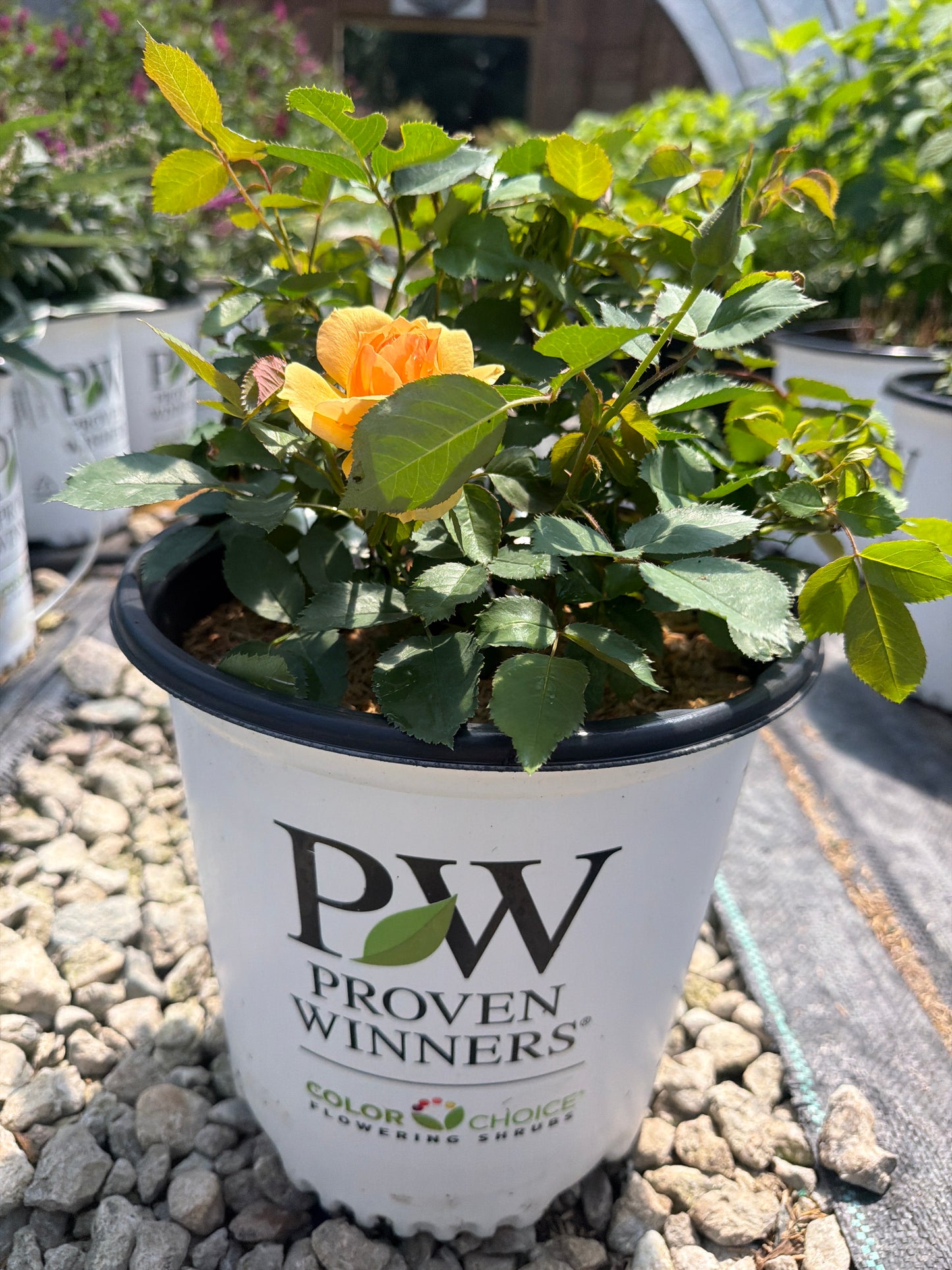 Reminiscent® Ginger Rose