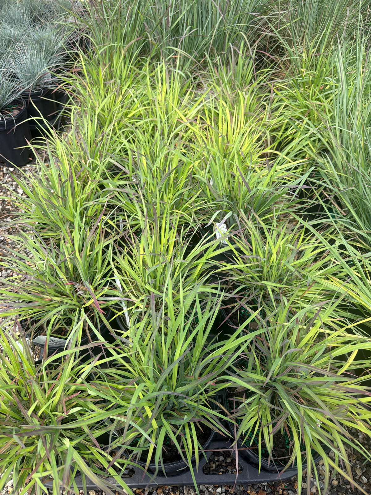 Standing Ovation Little Bluestem