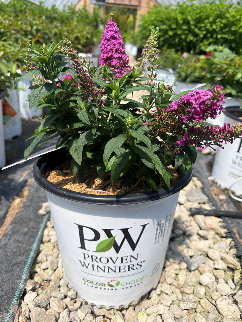 Pugster Pico Punch Butterfly Bush