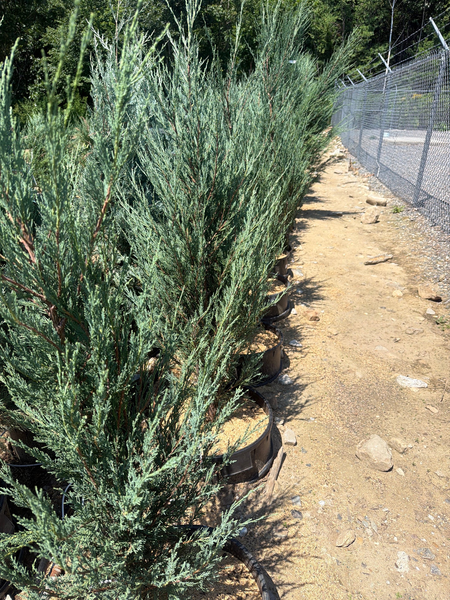 Skyrocket Juniper