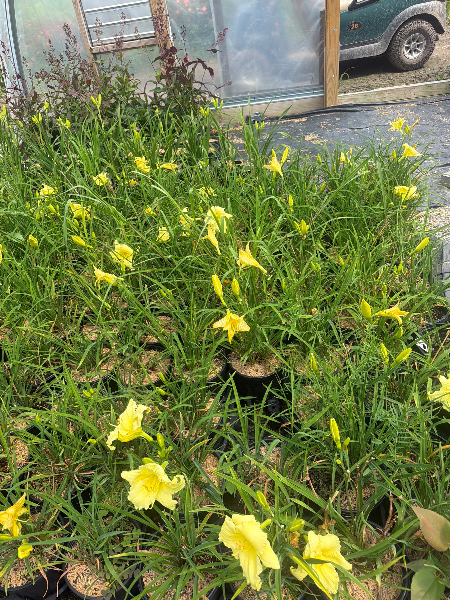 Walker's Low Catmint (#1)