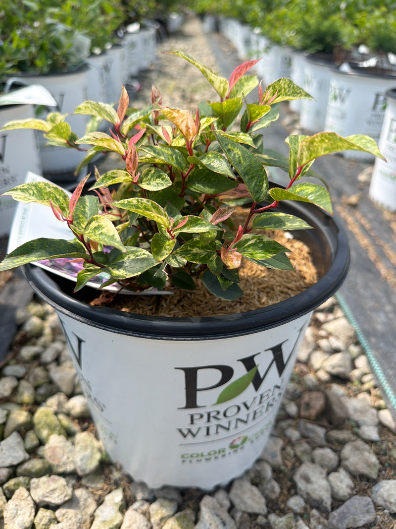 Paisley Pup® Leucothoe (Doghobble)