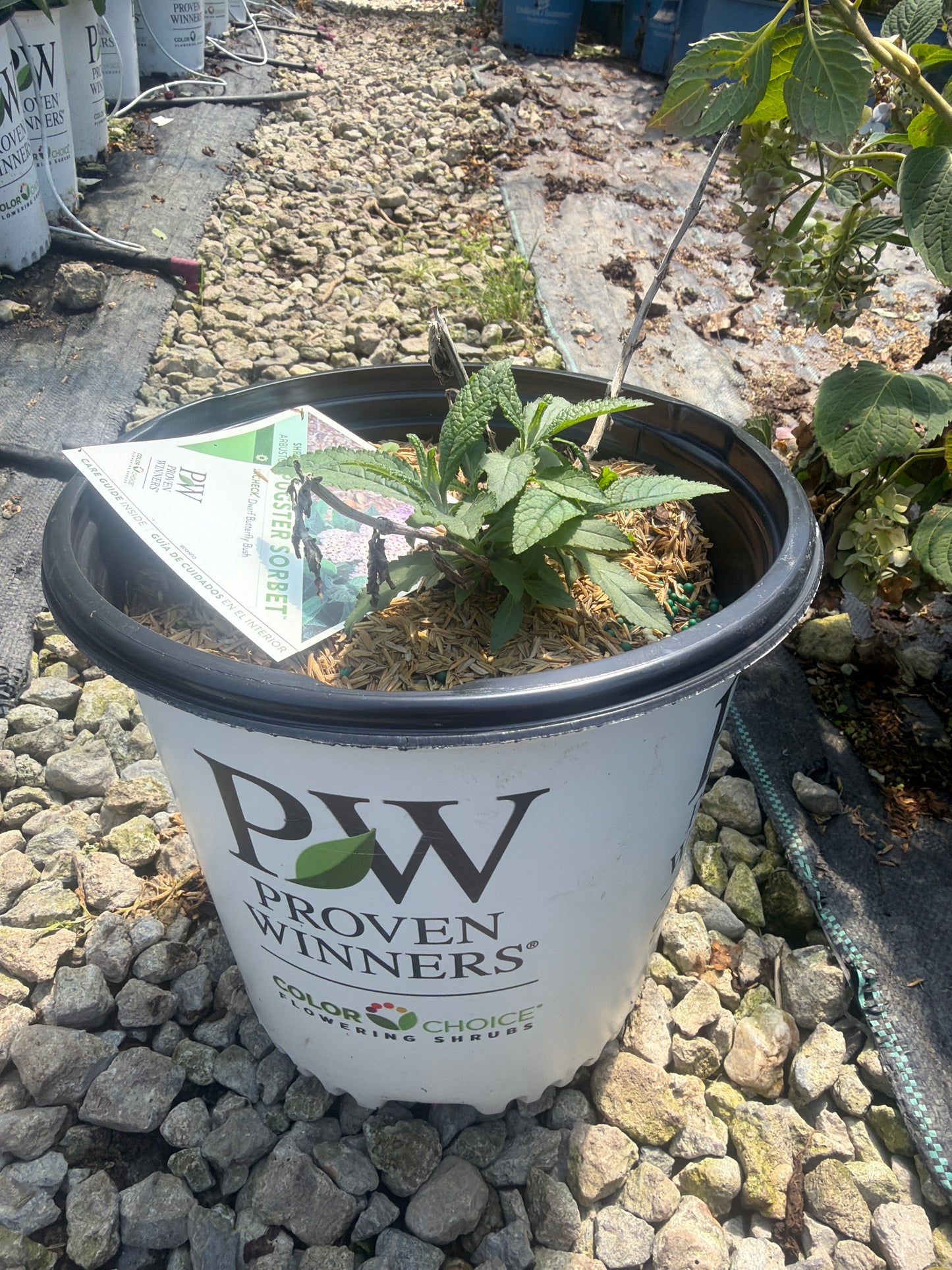Pugster Sorbet™ Butterfly Bush