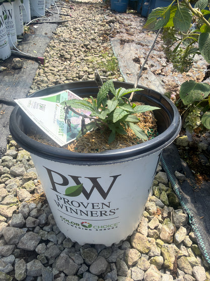 Pugster Sorbet™ Butterfly Bush