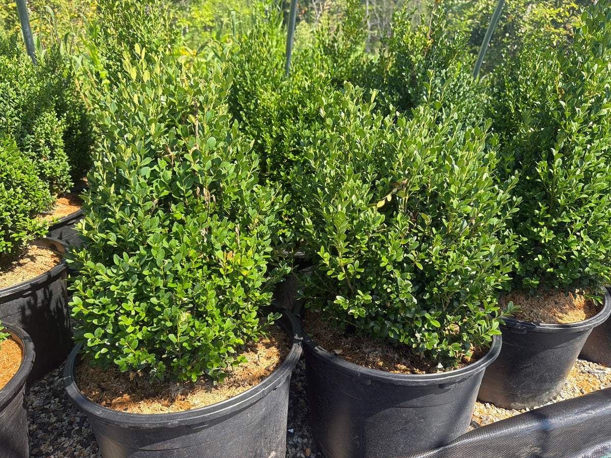 Franklin's Gem Boxwood