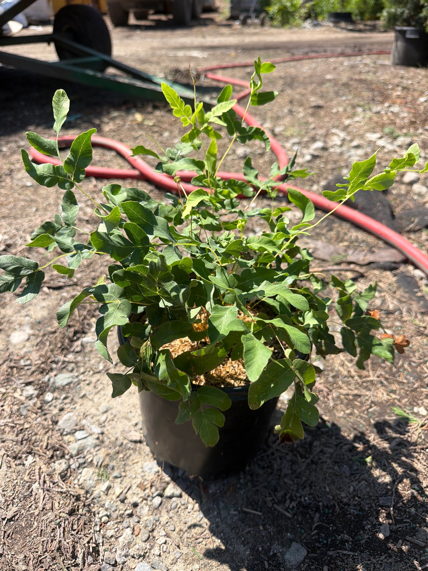 American Royal Fern (1 Gallon)
