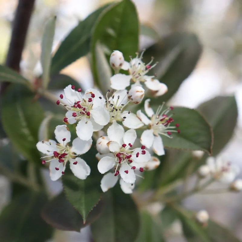 Berry Scape Red Aronia