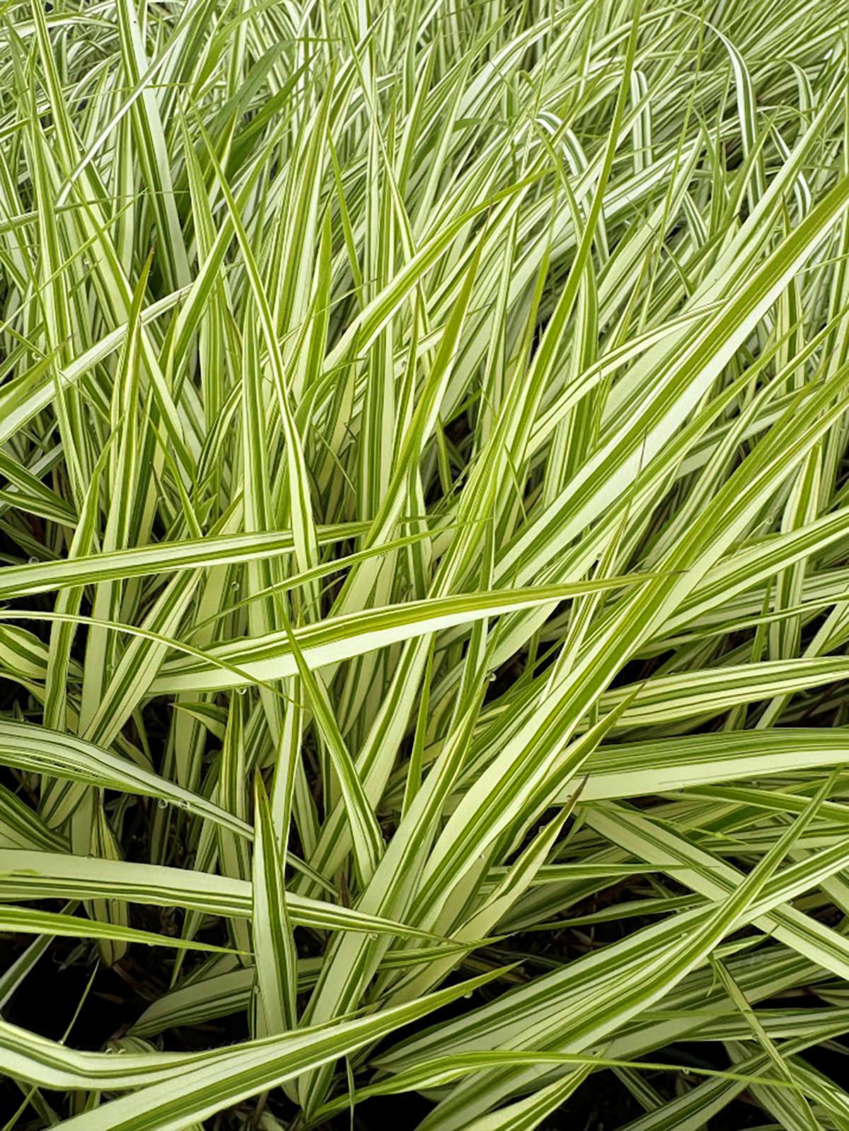 Lime Zest Japanese Forest Grass