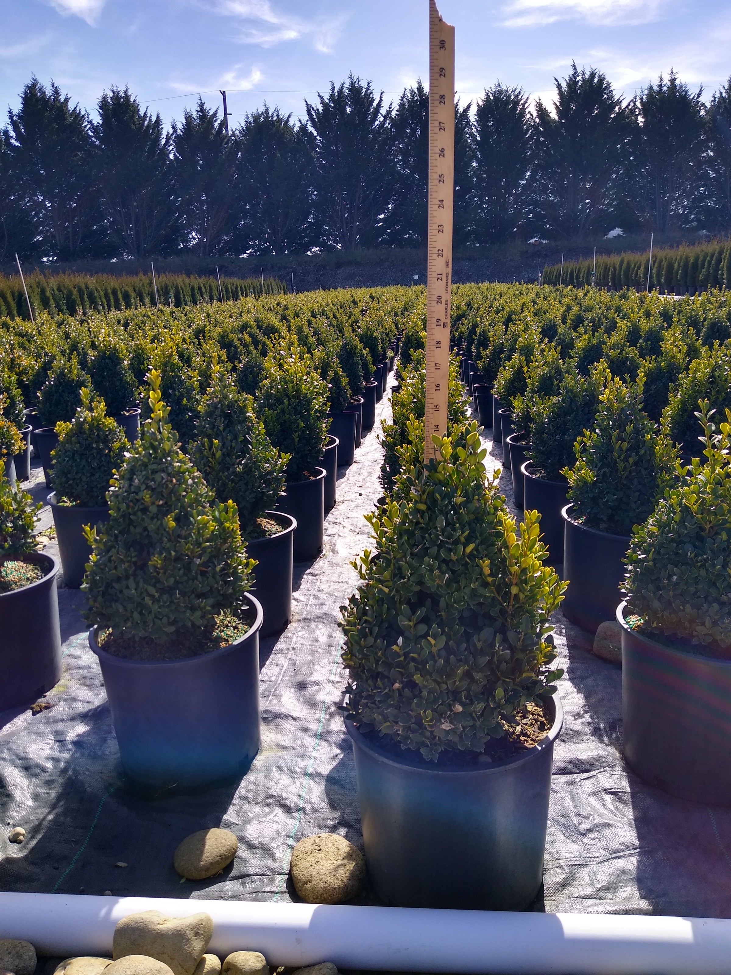 Green-Mountain-Boxwood-(pyramidal)