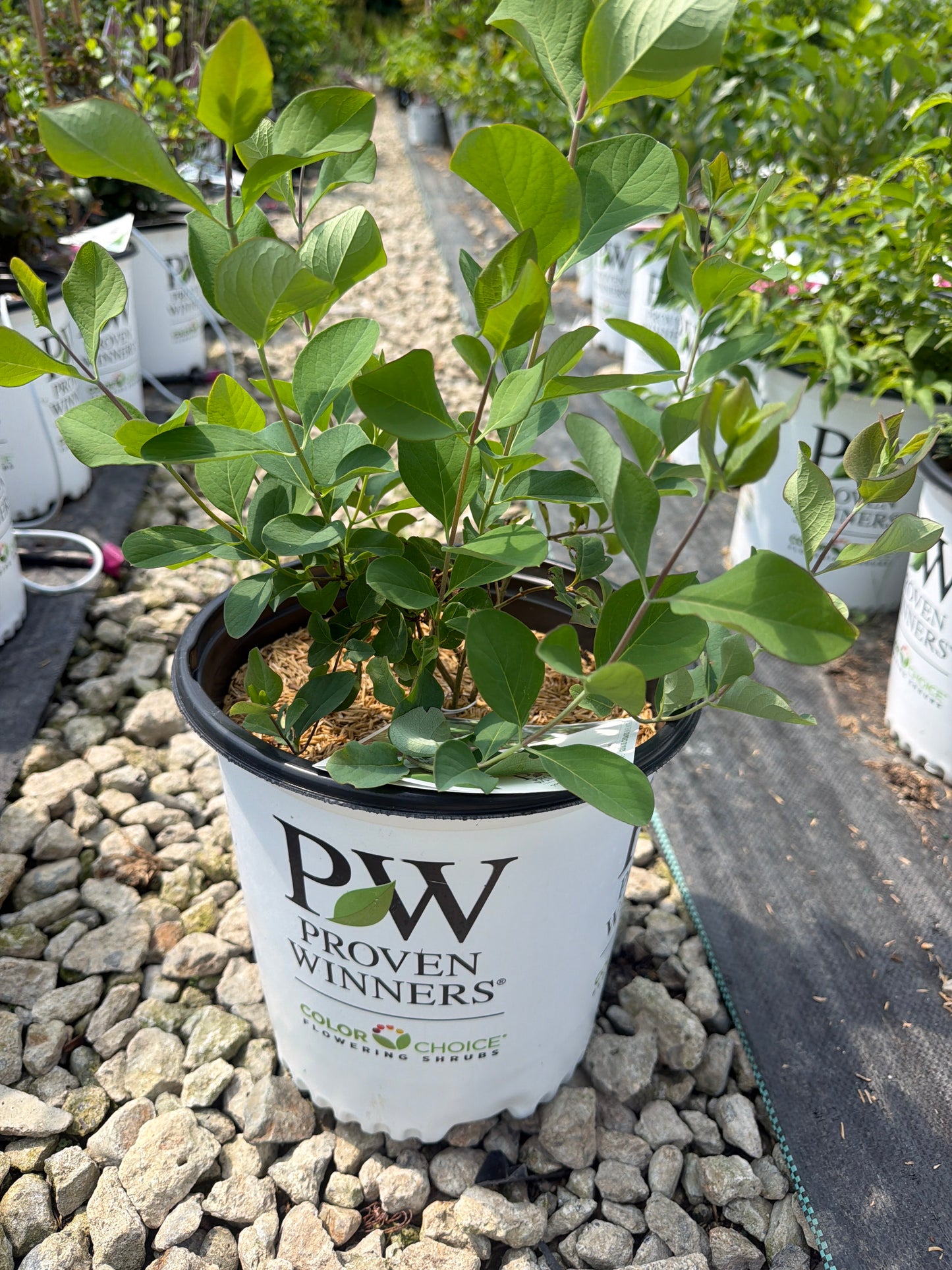 Kintzley’s Ghost® Honeysuckle Vine