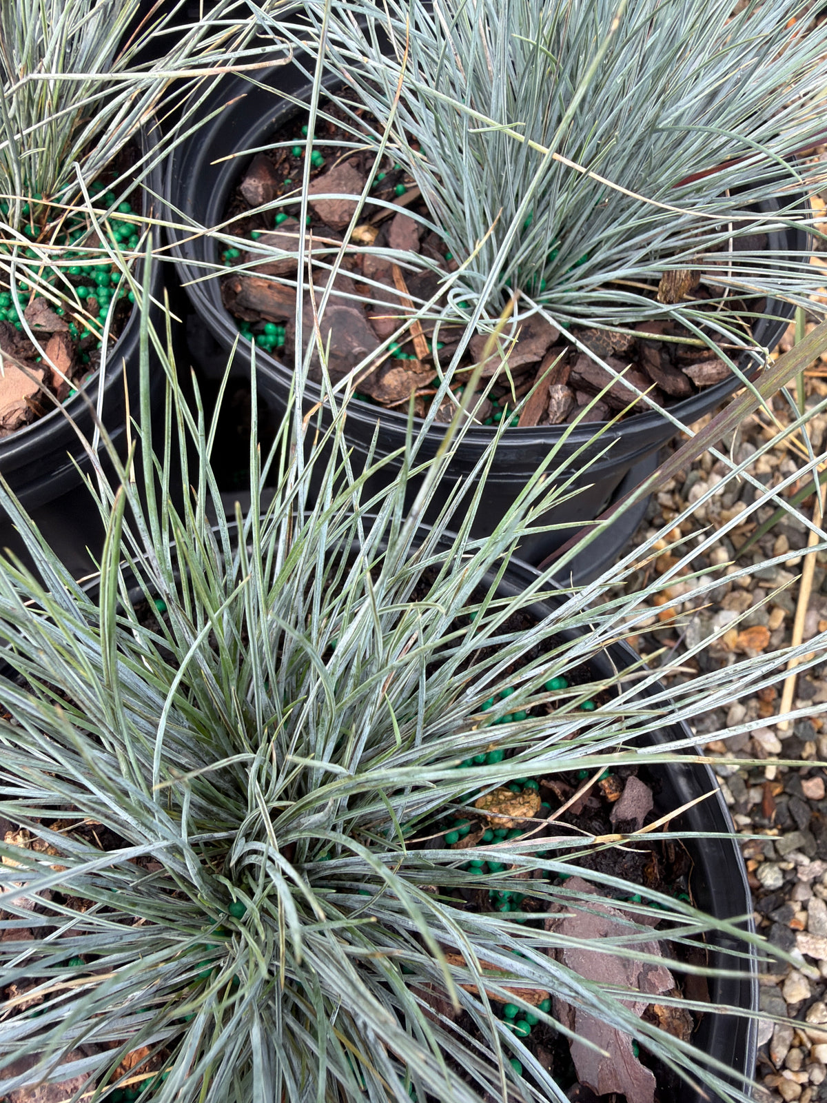 Elijah Blue Fescue