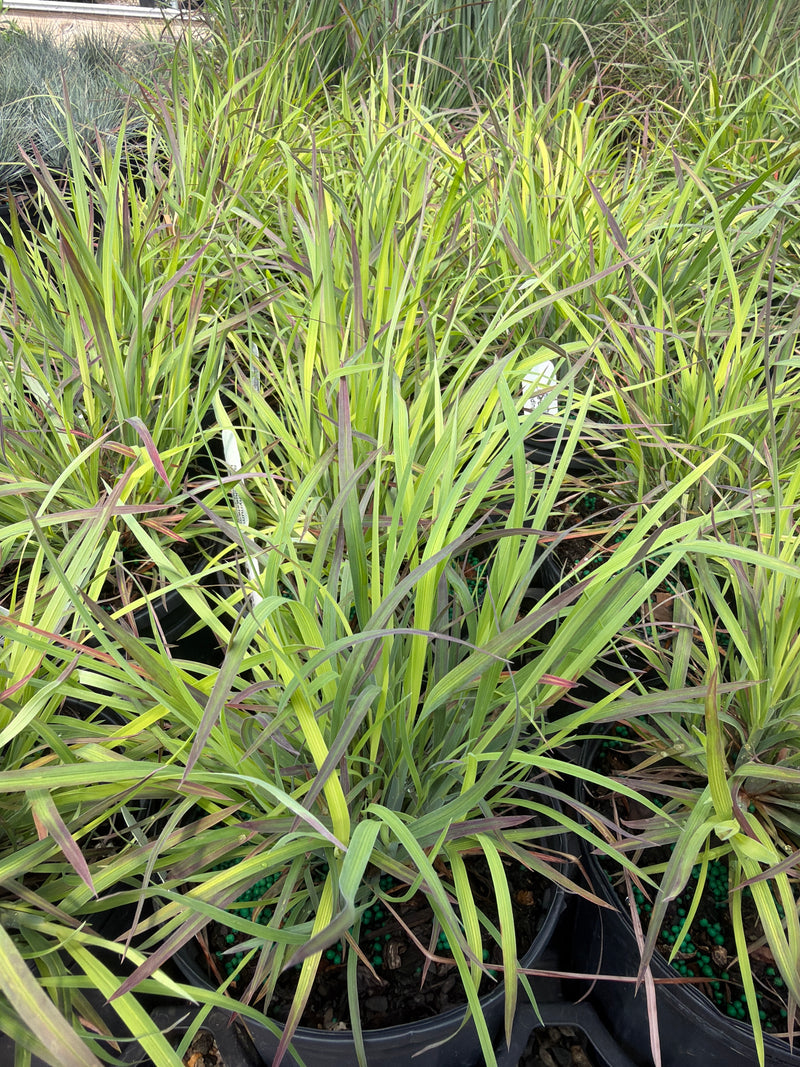 Standing Ovation Little Bluestem