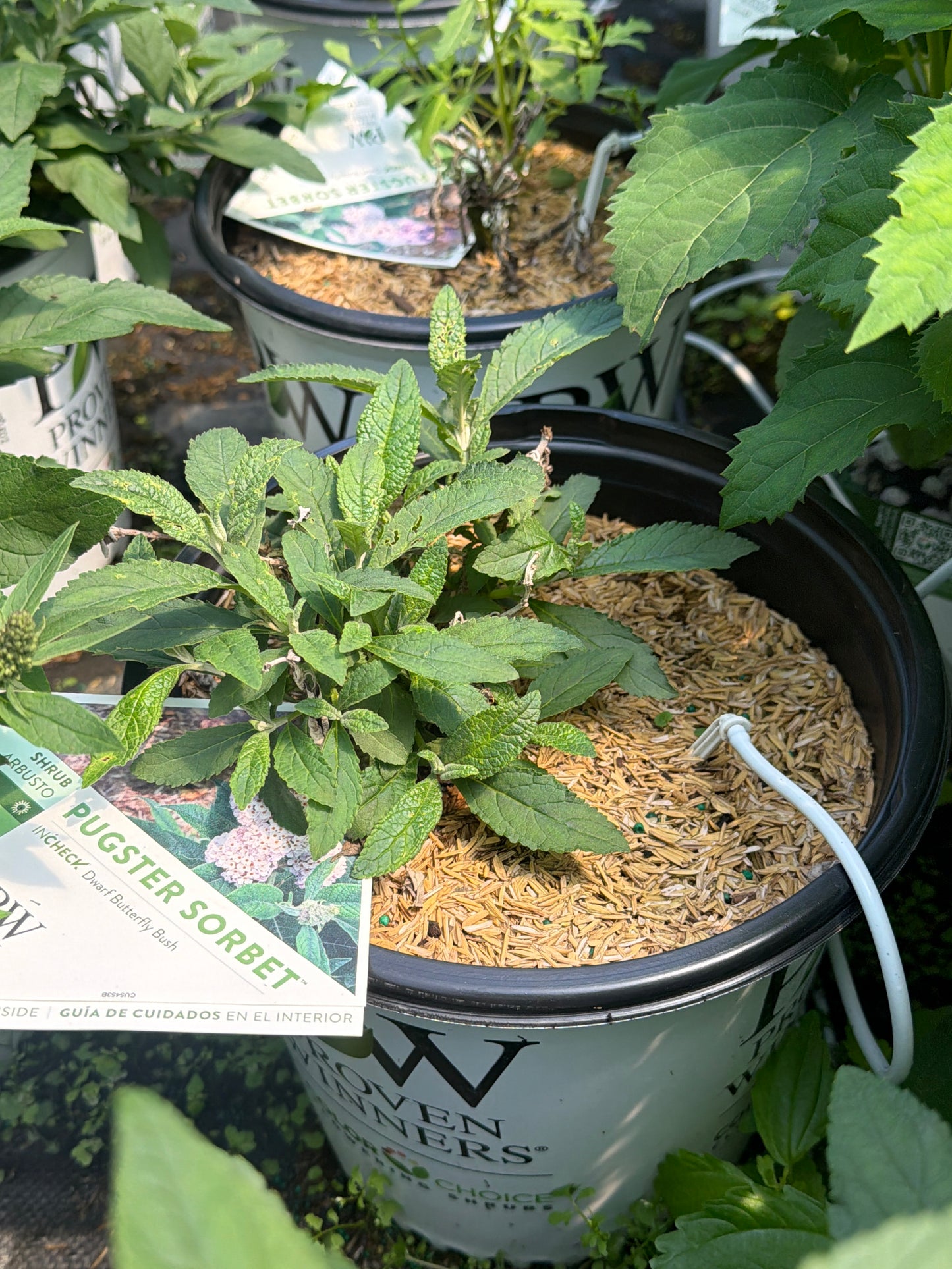Pugster Sorbet™ Butterfly Bush