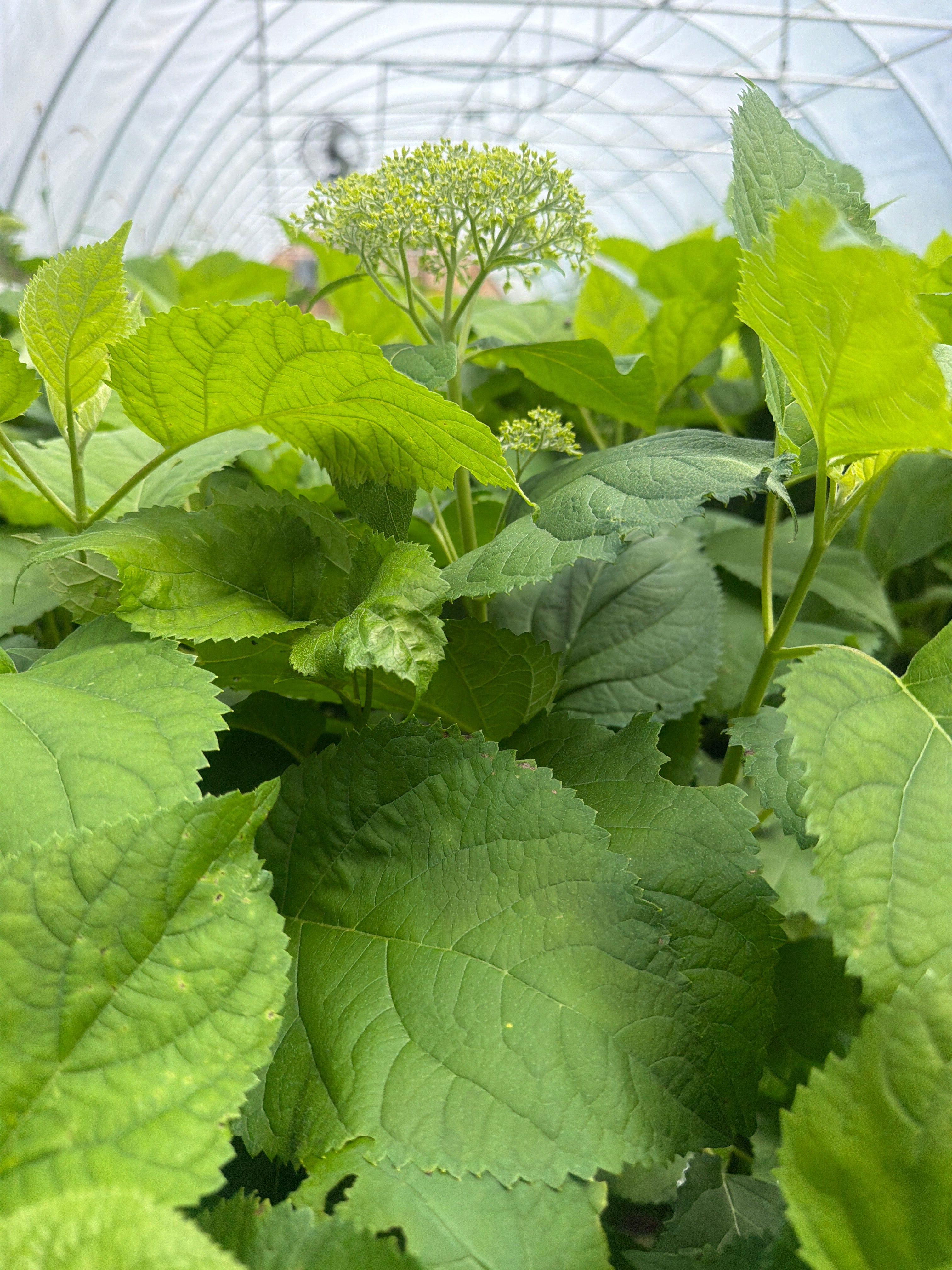 Native Hydrangea – Pro Growers of New England, Inc