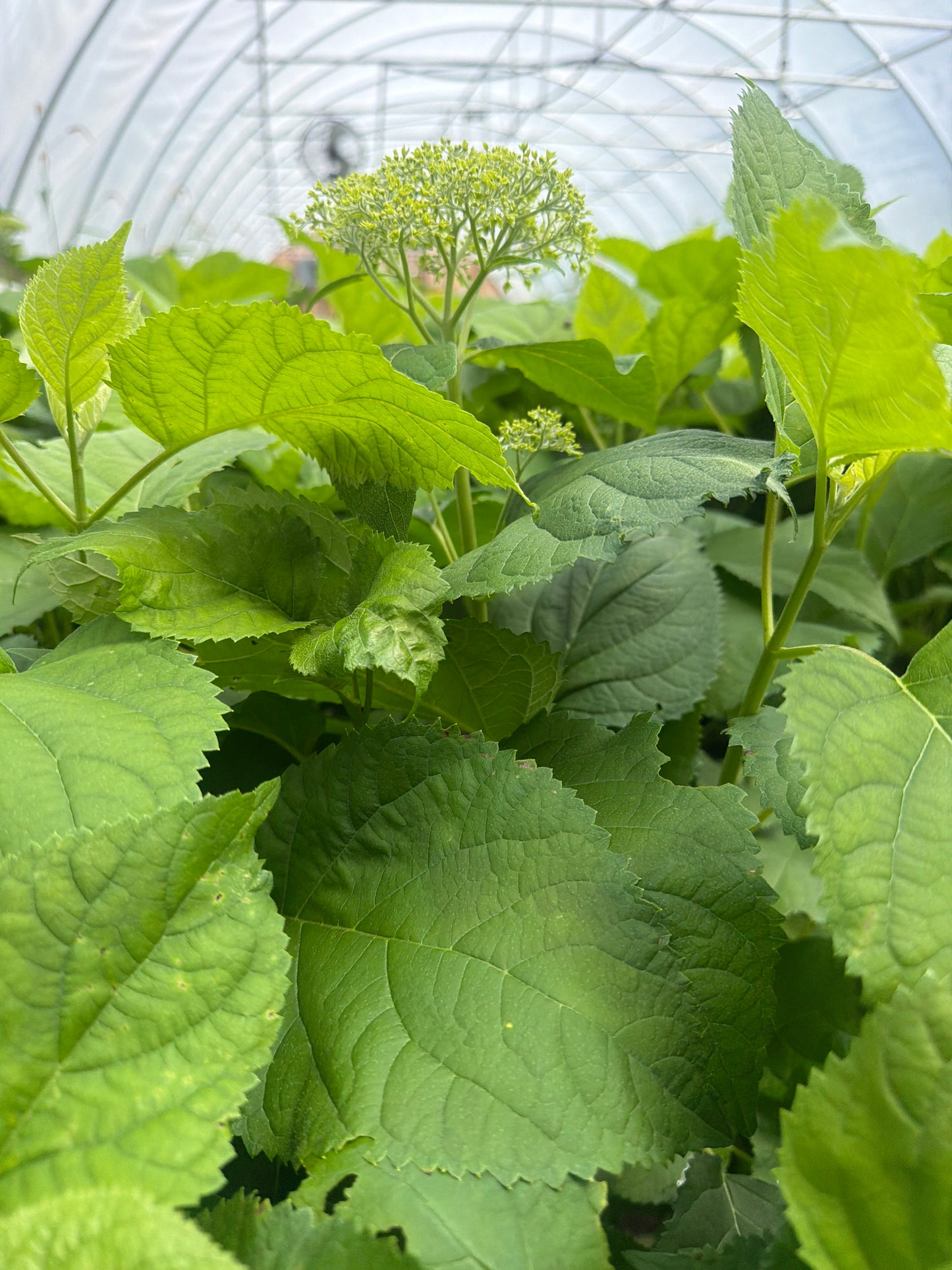 Annabelle Hydrangea